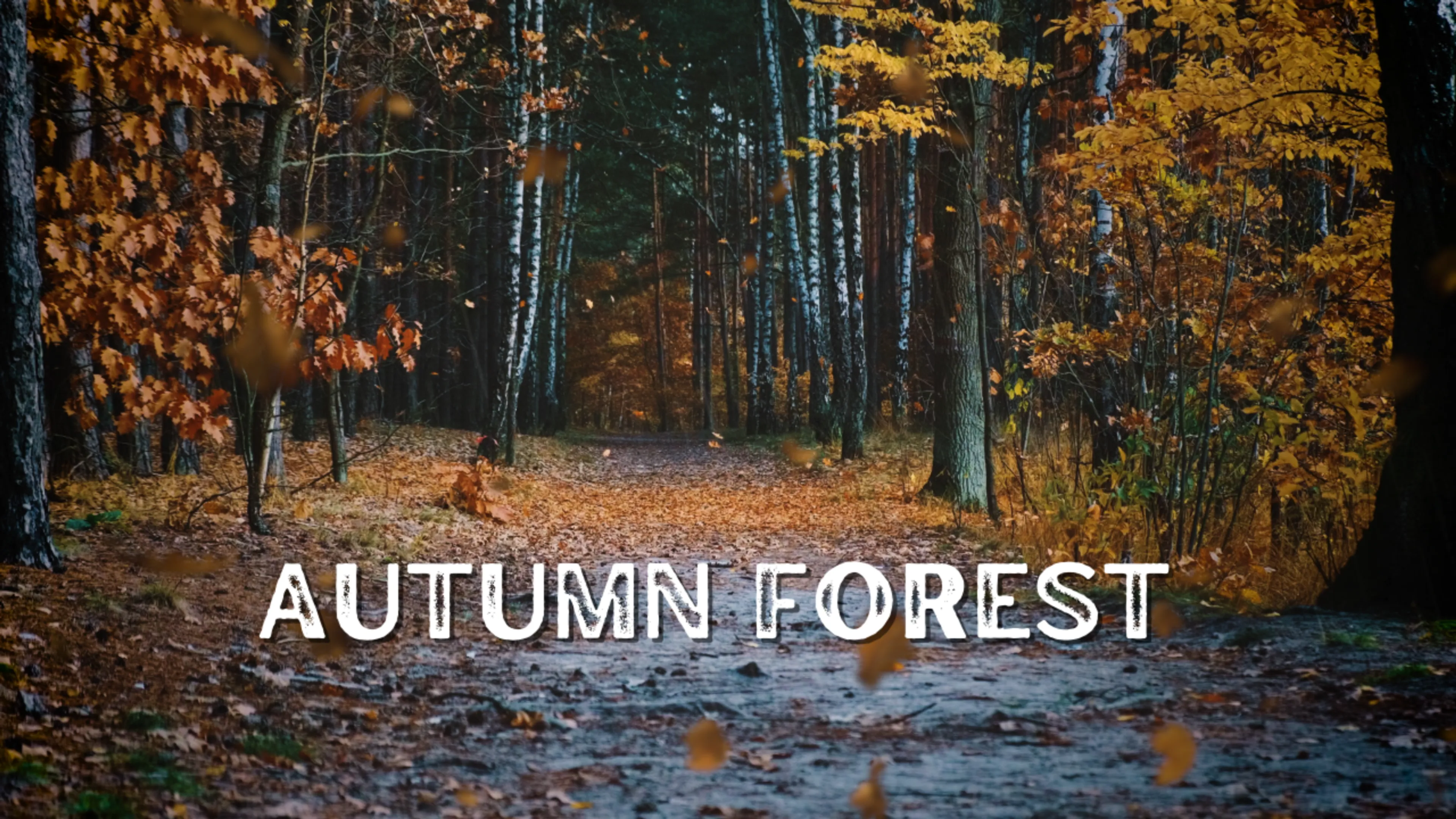 Autumn Forest poster